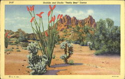 Ocotillo And Cholla Teddy Bear Cactus Ocotillo And Cholla Teddy Bear Cactus