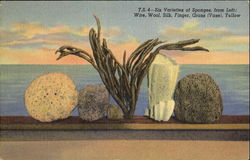 Six Varieties Of Sponges Postcard