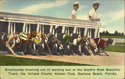 Greyhound Racing Volusia Kennel Club Daytona Beach, FL Postcard Postcard