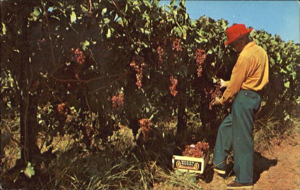 Vineyards Napa California