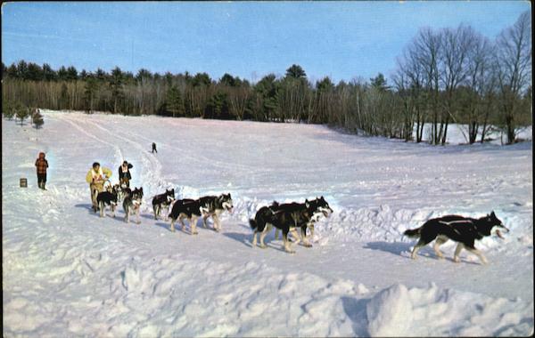 Championship Dog Sled Racing Dogs