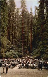 Redwood Amphitheater Armstrong Woods Postcard