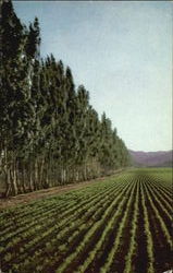 Salinas Valley's Fertile Soil Produces Vegetables Postcard