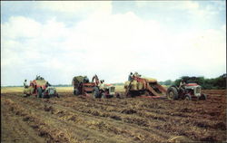 Harvesting Peanuts Postcard