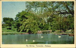 Big Spring Tuscumbia, AL Postcard Postcard