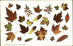 Autumn Leaves Of New Hampshire Postcard