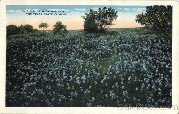 A Field of Blue Bonnets, The Texas State Flower Scenic
