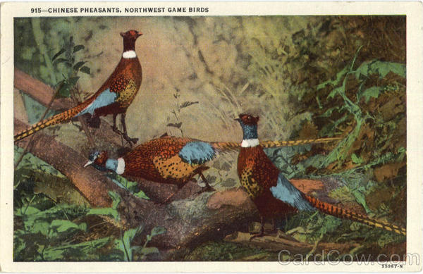 Chinese Pheasants, Northwest Game Birds