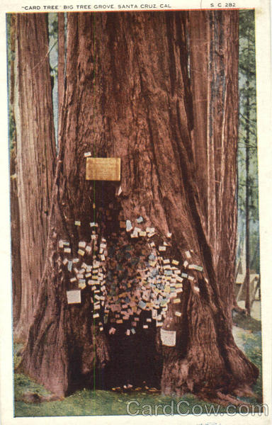 Card Tree Big Tree Grove Santa Cruz California