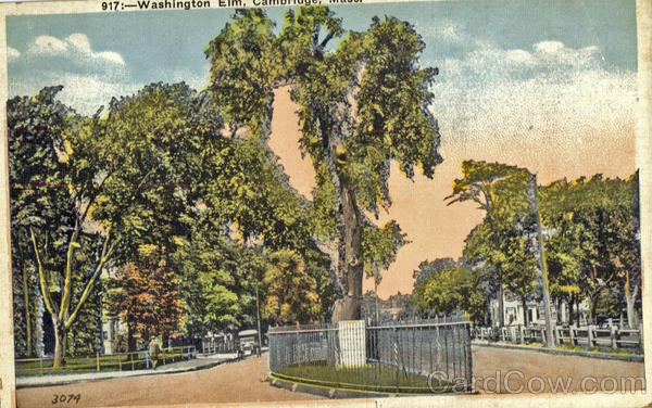 Washington Elm Cambridge Massachusetts