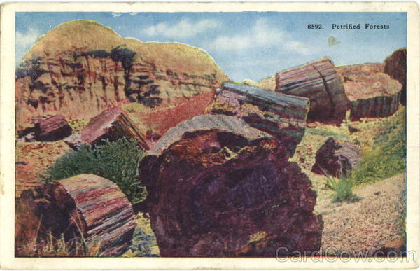 Petrified Forests Flagstaff Arizona