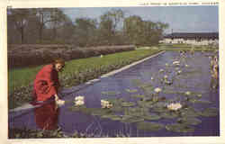 Lily Pond in Garfield Park Chicago, IL Postcard Postcard