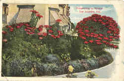 Poinsettias in Winter Los Angeles, CA Postcard Postcard