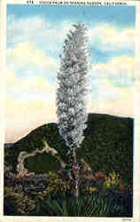 Yucca Palm Or Spanish Dagger Postcard