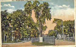 Washington Elm Postcard