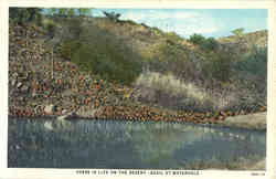 There is Life on the Desert - Quail at Waterhole Postcard