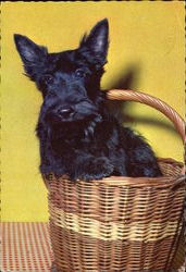 Scottish Terrier in Basket Postcard