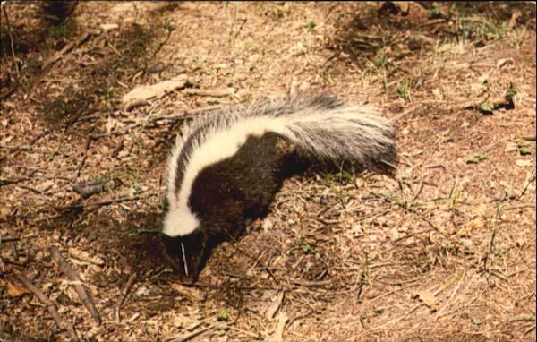 Minnesota Skunk