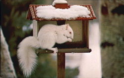 One Of Many White Squirrels Montello, WI Postcard Postcard