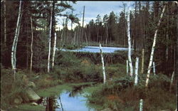 A Beaver Dam And Lake Postcard