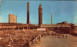 Chicago Stock Yards Postcard