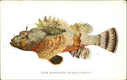 Scorpion Fish Postcard Postcard