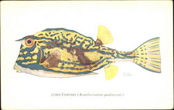 Cowfish Postcard Postcard