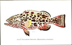 Yellowfin Grouper Fish Postcard Postcard