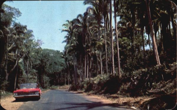 The Highway Between Tepic - San Blas Mexico
