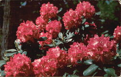 Fortune's Rhododendron Flowers Postcard Postcard