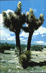Joshua Tree Forest Postcard