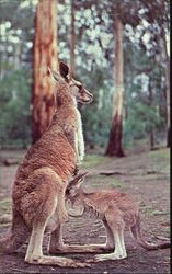 Kangaroo And Joey Postcard
