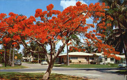 Florida's Royal Poinciana Flowers Postcard Postcard