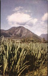 Sugar Cane Fields Postcard