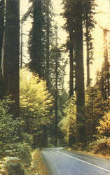 California Redwood Highway Redwoods, CA Postcard Postcard