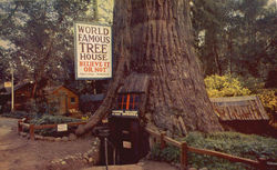 World Famous Tree House Redwoods, CA Postcard Postcard