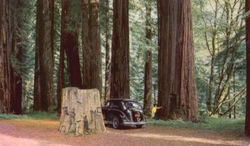 Redwood Grove, U. S. Highway 101 Postcard