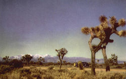Joshua Trees Scenic, CA Postcard Postcard