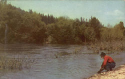 American River Postcard
