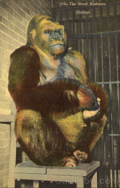 The Great Bushman Chicago Illinois