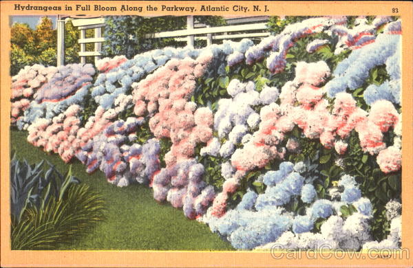 Hydrangeas In Full Bloom Along The Parkway Atlantic City New Jersey