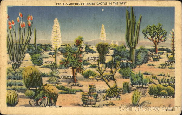 Varieties Of Desert Cactus In The West Scenic Arizona