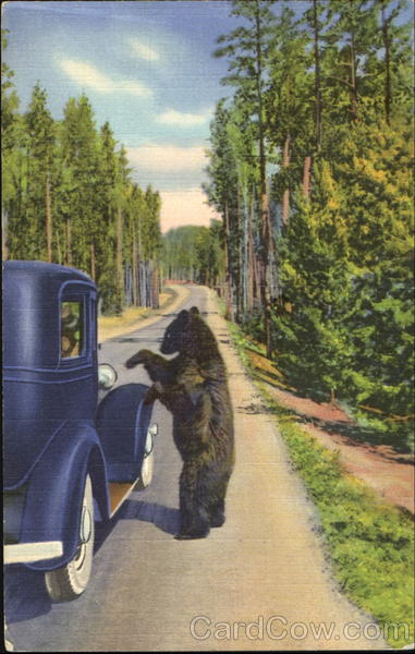 A Bear Beggar, Yellowstone National Park