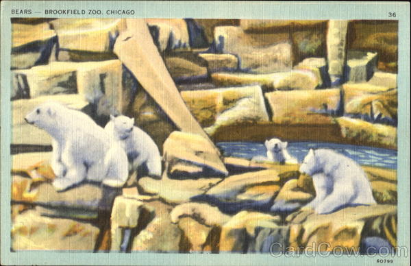 Bears Brookfield Zoo Chicago Illinois