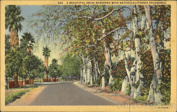 A Beautiful Drive Bordered With Native California Sycamores Scenic