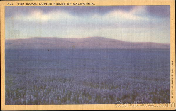The Royal Lupine Fields Of California Scenic