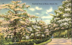 Dogwood Trees In Bloom Postcard