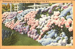 Hydrangeas In Full Bloom Along The Parkway Postcard