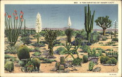 A Few Varieties Of Desert Cacti A Few Varieties Of Desert Cacti