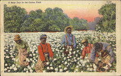 A Busy Day In The Cotton Field Postcard